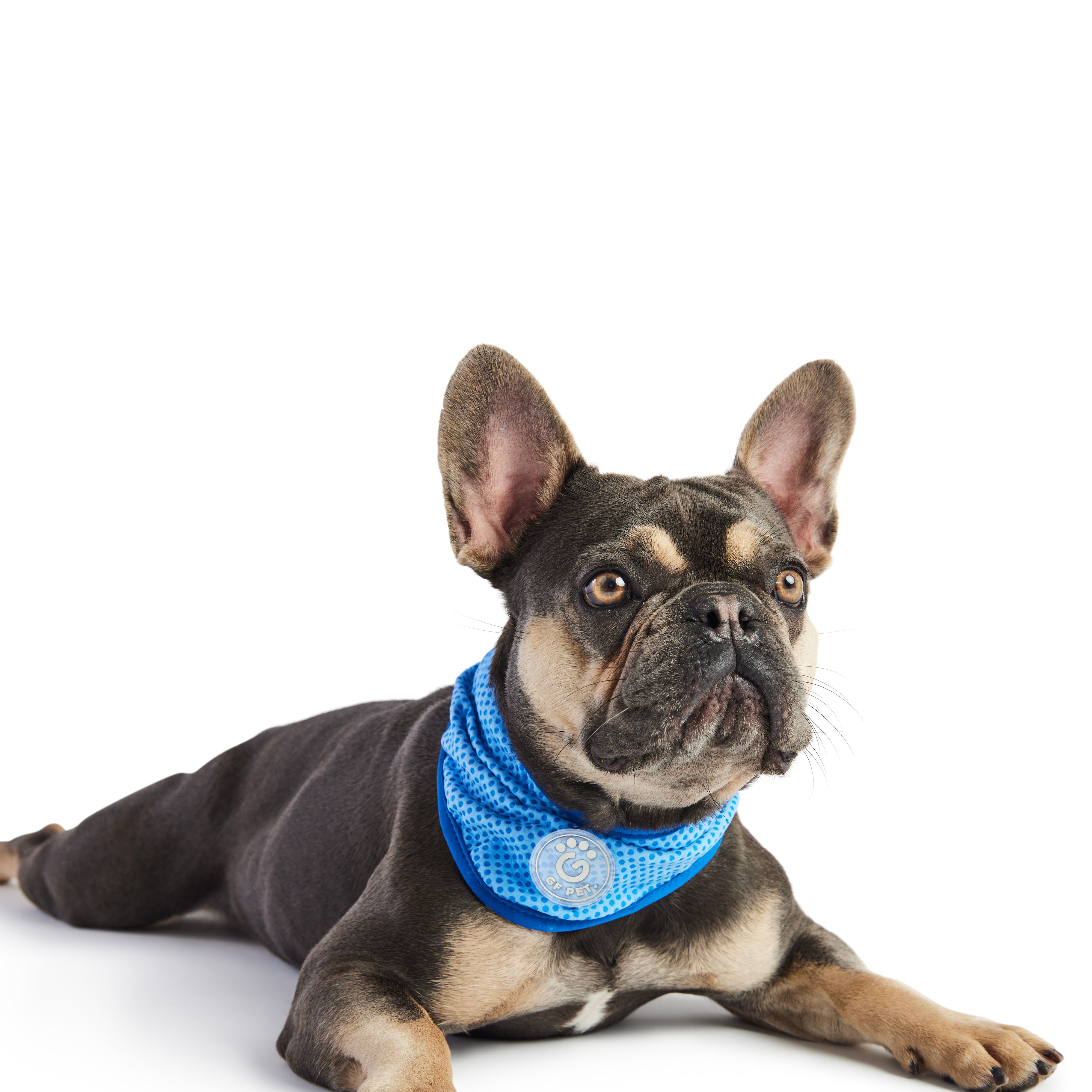 Dog shop ice bandana